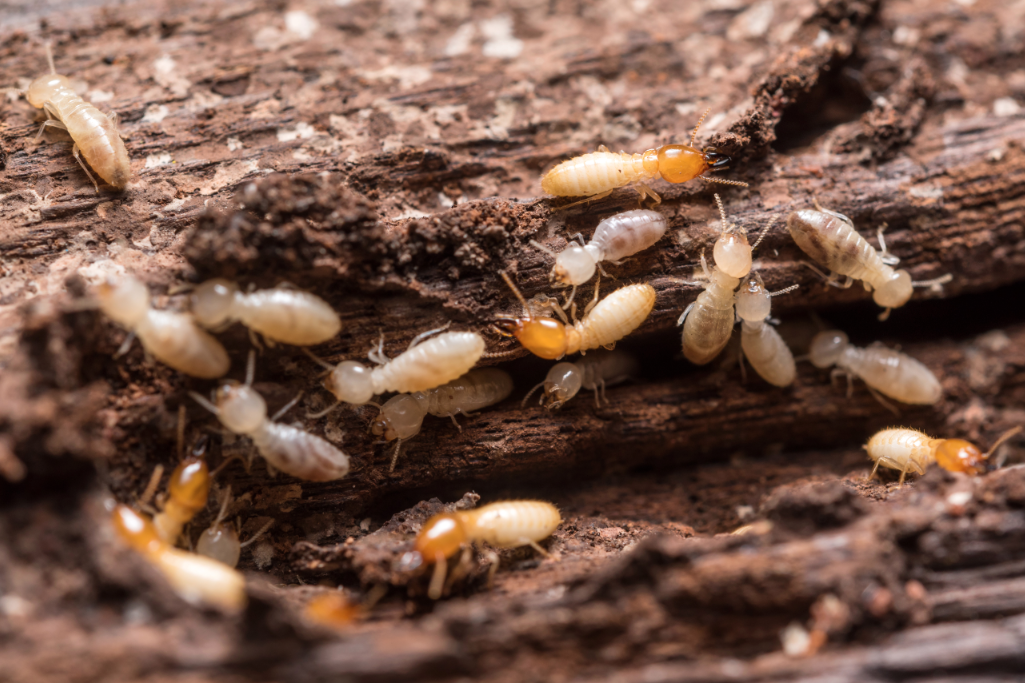 Termites and Carpenter Ants can do a lot of damage in the Upstate SC area